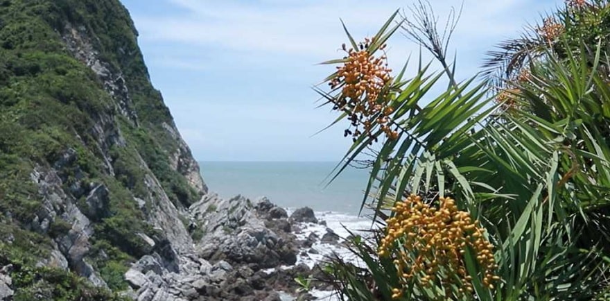 Quả Hèo trên đỉnh đồi Eo Gió